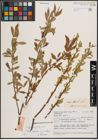 Foto von Salix excelsa S. G. Gmel.